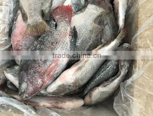 Chinese Factory Price of Frozen Black Tilapia photo-3