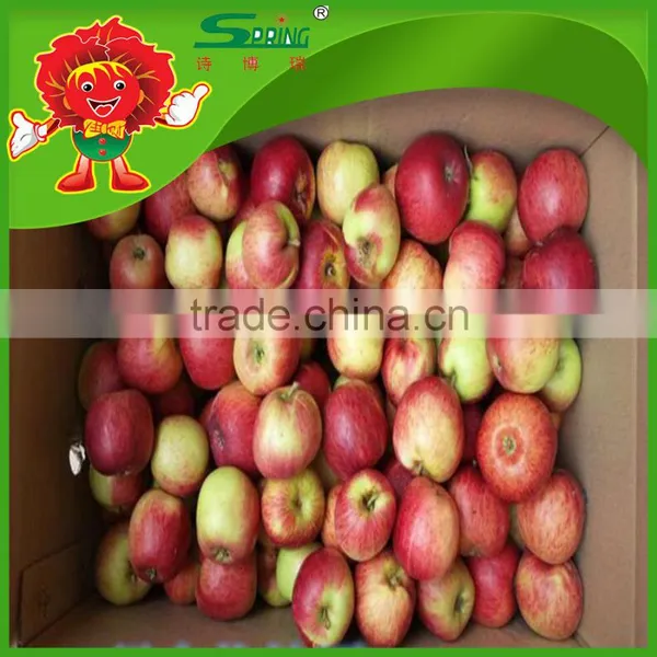 Fuji Apples High Quality Without Chemical Pesticide Fuji Apple photo-4
