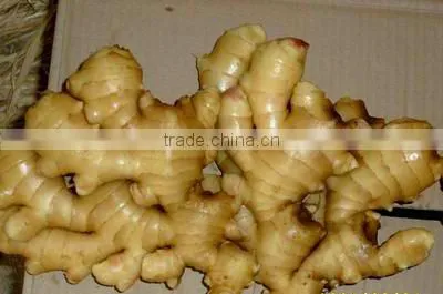 Fresh Ginger photo-3
