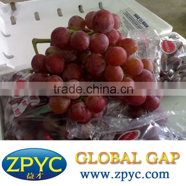 Chinese Red Globe Grapes Size