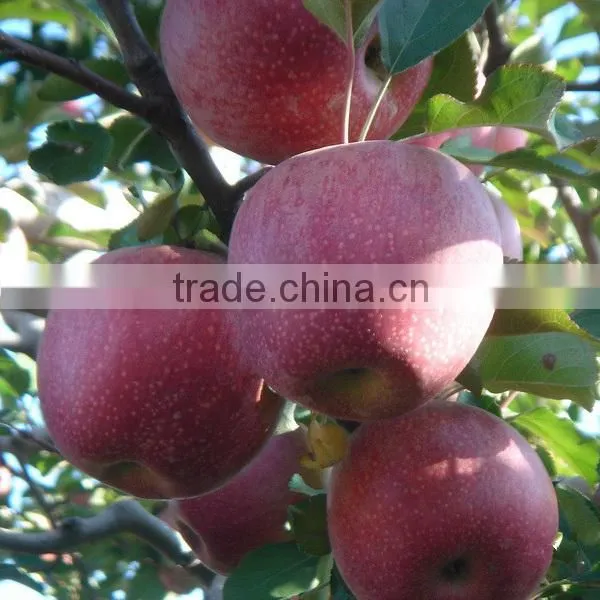 Fresh Qinguan Apple Fresh Apple Fruit From Gansu