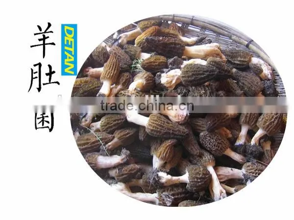 High Quality Dried Morels photo-2