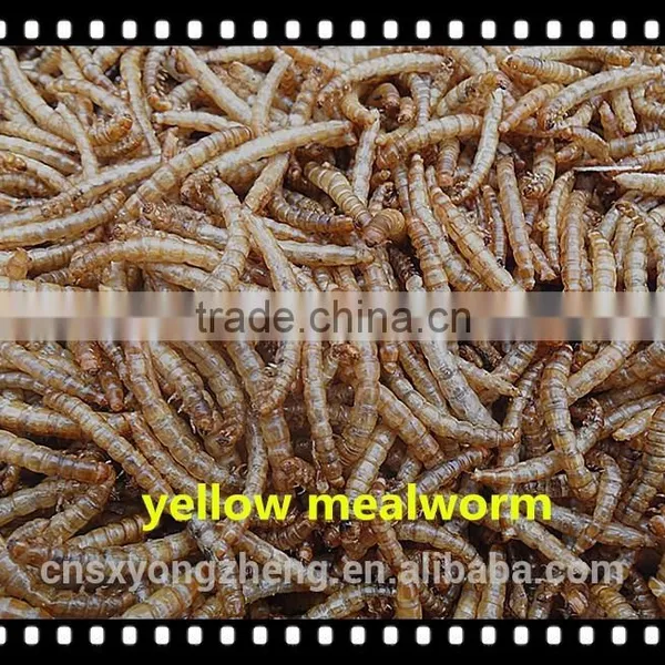 Pet Food Microwave Dried 2.5--2.8 cm Tenebrio Molitors photo-4