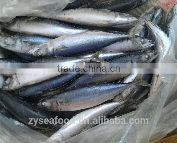 Sea Frozen/Land Frozen Pacific Mackerel photo-2
