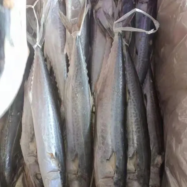 Frozen Spanish Mackerel
