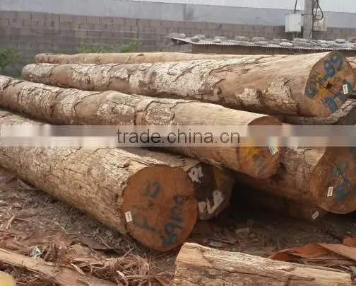Wood Veneer Used for Plywood/engineered Wood Veneer/PLB Veneer photo-4