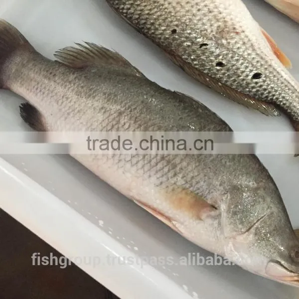 BARRAMUNDI WHOLE ROUND photo-5