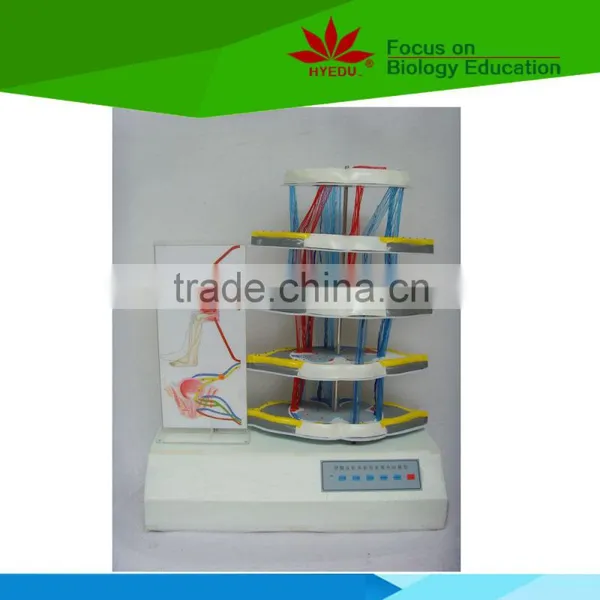 Low Priced Spinal Nerve Reflex and Damage Electric Model