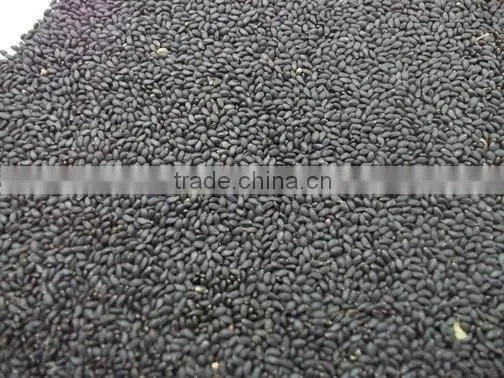 Basil Seeds