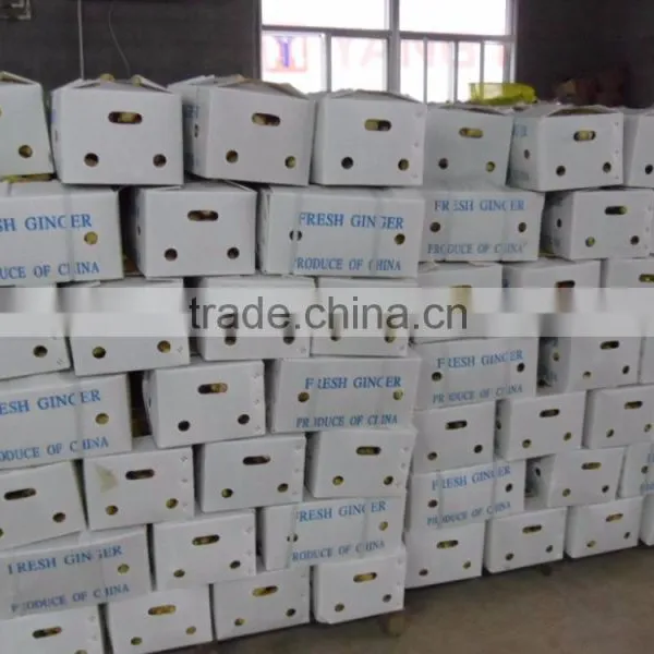 Fresh Ginger With Pvc Carton of Semi-dry Ginger photo-6