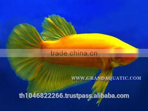 Betta Fish Farm For Sale and Aquarium Fish Exporter photo-4