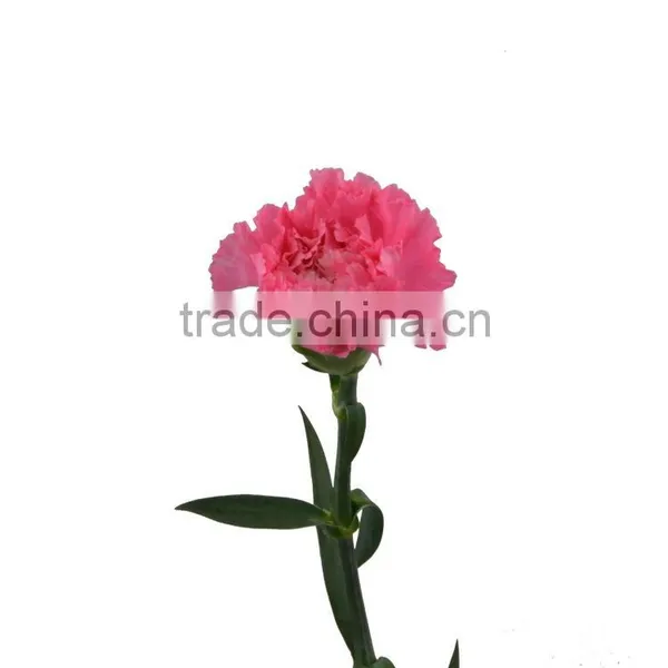 New Deep Pink Carnation Flower Decorating photo-6