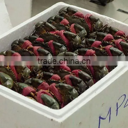 Live Mud Crab (Male, Female, Eggs) photo-4