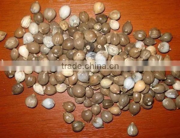 Sara Sara Natural Seeds' Beads