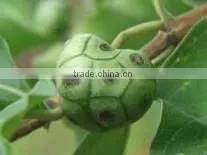 Morinda Tinctoria