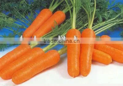 Fresh Carrot Fresh Vegetable High Demand Products Carrot photo-3