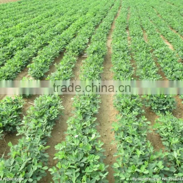 Rosted and Salted Peanuts in Pouch/canned Peanuts photo-6