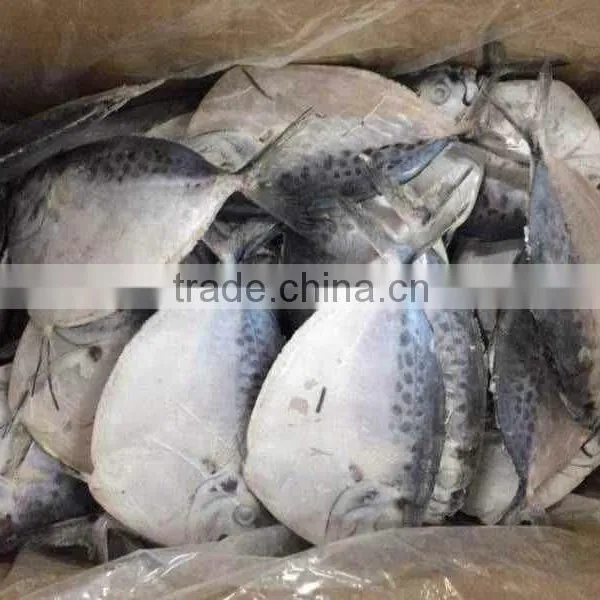 Frozen Whole Round Moon Fish, Frozen Fishes, Best Quality Frozen Fishes