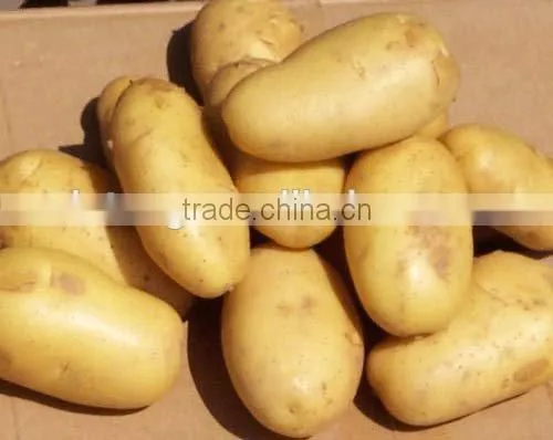 Potato Prices From Chinese Fresh Potato Supplier