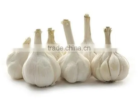 Hot Sale Fresh Chinese Normal White Garlic With Ctn photo-4