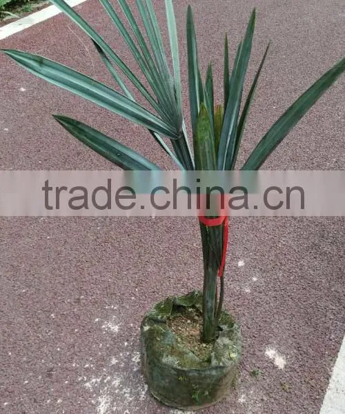 Palm Tree Seedlings Bismarckia Nobilis