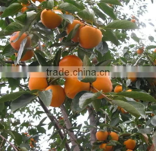 Manufactory Supplier of Persimmon Calyx Kaki Extract photo-3
