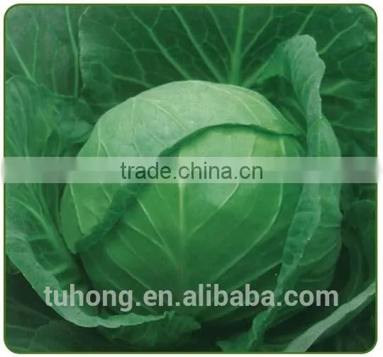 Chinese Hybrid Cabbage Seeds for Planting