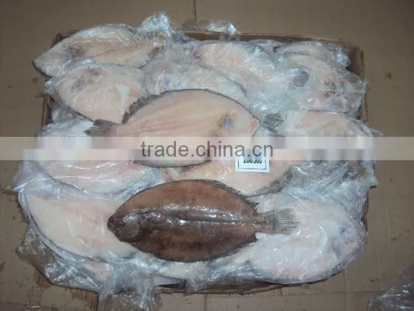 Frozen Flounder photo-2