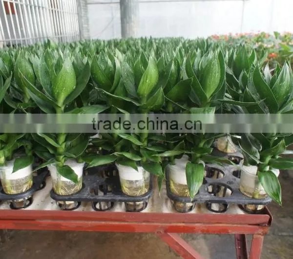 Dracaena Sanderiana Lotus 3 Pcs in One Pot photo-5