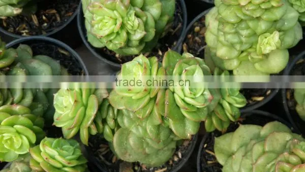 Decorative Plants Echeveria, Succulent Plants, Tropical Plants photo-2