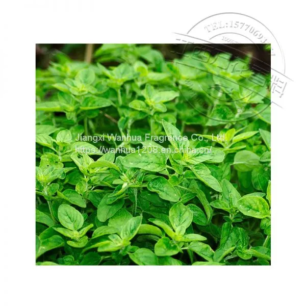 High Quality Cattle to Essential Oil Wholesale photo-2