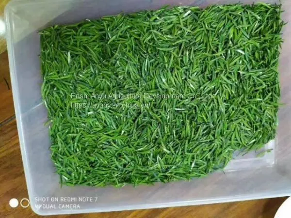 How Much is the Price of Enshi Yulu Tea? Enshi Yulu Bulk Wholesale Hubei Enshi Yulu Tea photo-3