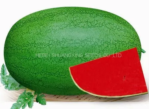 SHUANGXING f1 Big Hybrid Watermelon Seeds Outdoor Grown photo-3