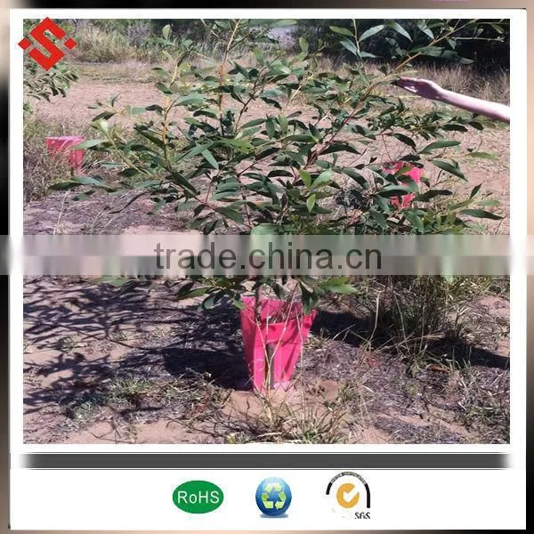 Plastic Corrugated Corflute Tree Protect Plant Guard for Seeding Tree photo-5
