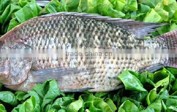 Fuzhou Dingshengyuan Trade Co.,ltd