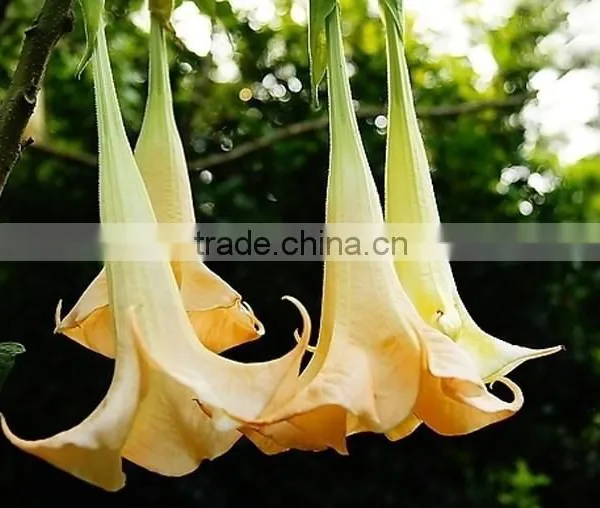 Treeform Datura, Datura , Flower Seeds , Herb Seed,vegetalbe Seed,fruit Seed,grass Seed photo-4