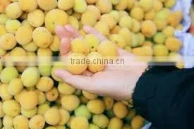Compote Apricots in Syrup -20 oz Tin (580 ml x 24 Tins) photo-2