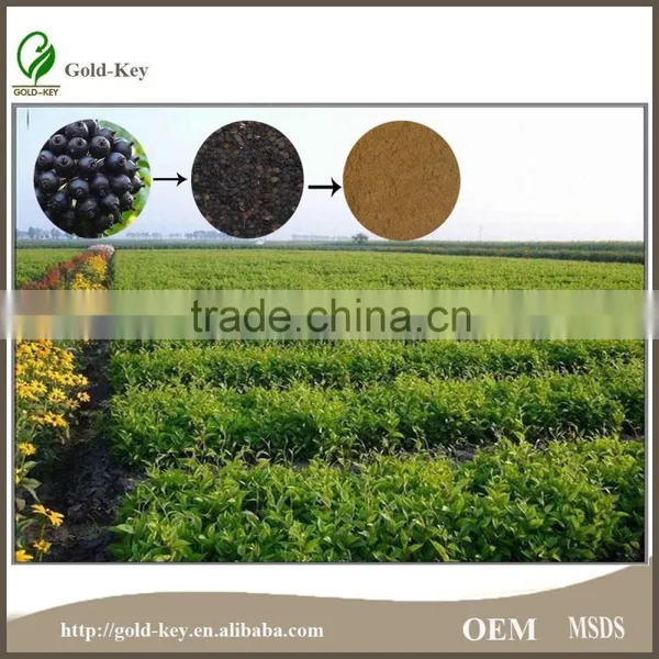 100% Pure Siberian Ginseng Root Extract Powder photo-6