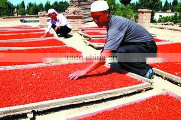 Premium Chinese Ningxia Goji Berry Natural Qinghai Herbs Gou qi zi Sleep Herbs Tea Dried Wolfberry Herbal Tea photo-6