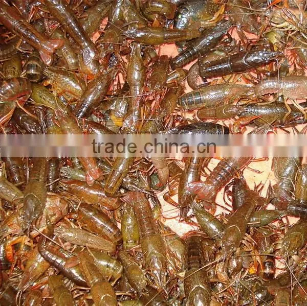 JY-30 Best Quality Shrimp Grading Machine photo-6