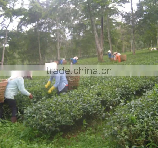 Green Oolong Tea photo-3