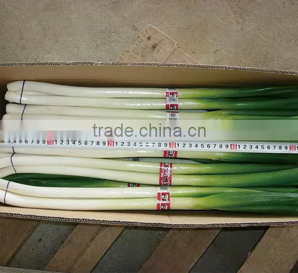 2016 New Crop Fresh Scallions (fresh Leek)
