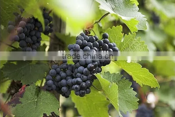 Fresh Grapes for Sale photo-2