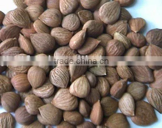 Apricot kernel
