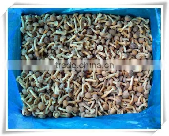 Material of Soup/iso Certification /china Frozen Food Mushroom photo-3