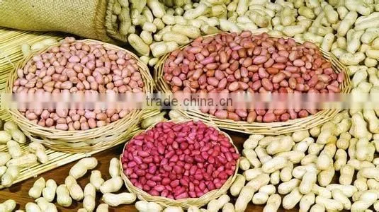 Almonds Kernels Grader Sorter Packing Fruit Sorting Machine photo-5