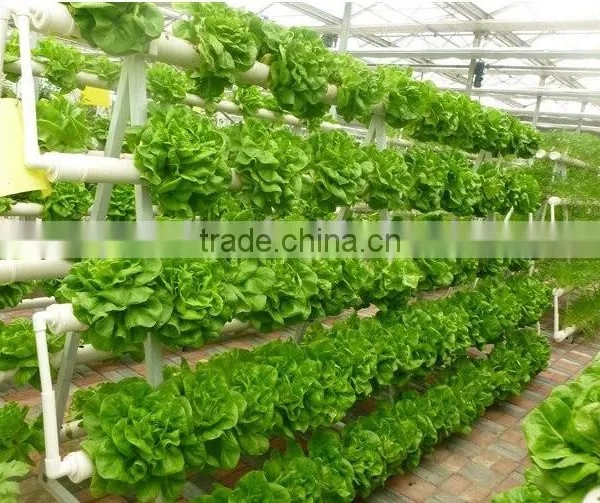 Professional Greenhouse Project Commercial Hydroponic Systems photo-2