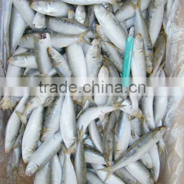 Myanmar Fish Exporters Sardine photo-2