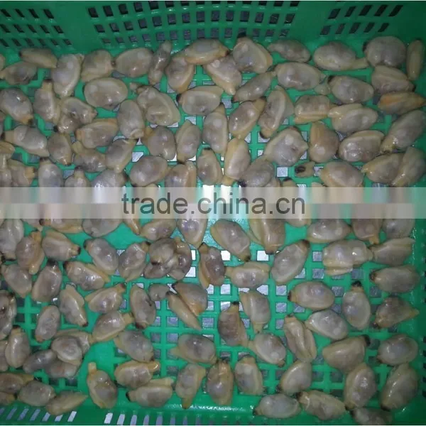 IQF BOILED SHORT NECKED CLAM FOR 1KG BAG OR 10KG BULK PACK photo-2