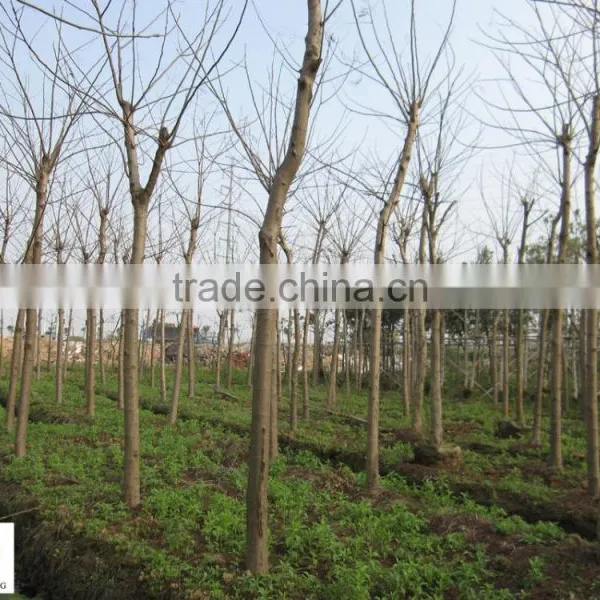 Delonix Regia Trees photo-2
